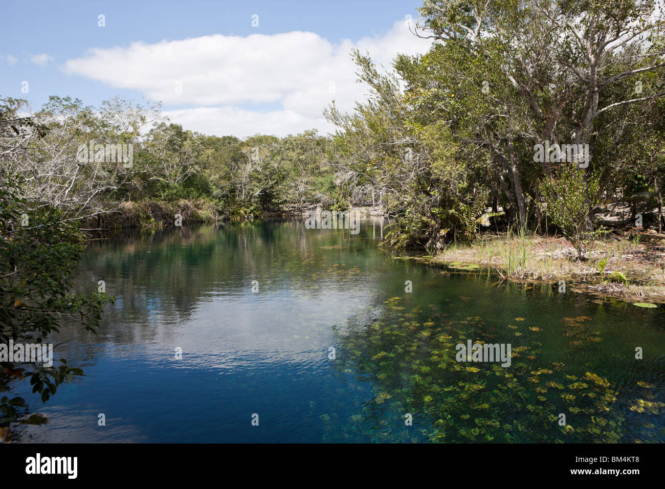Sehen Sie auf Auto-Waschanlagen Cenote Aktun Ha, Tulum, Halbinsel Yucatan, Mexiko Stockfoto