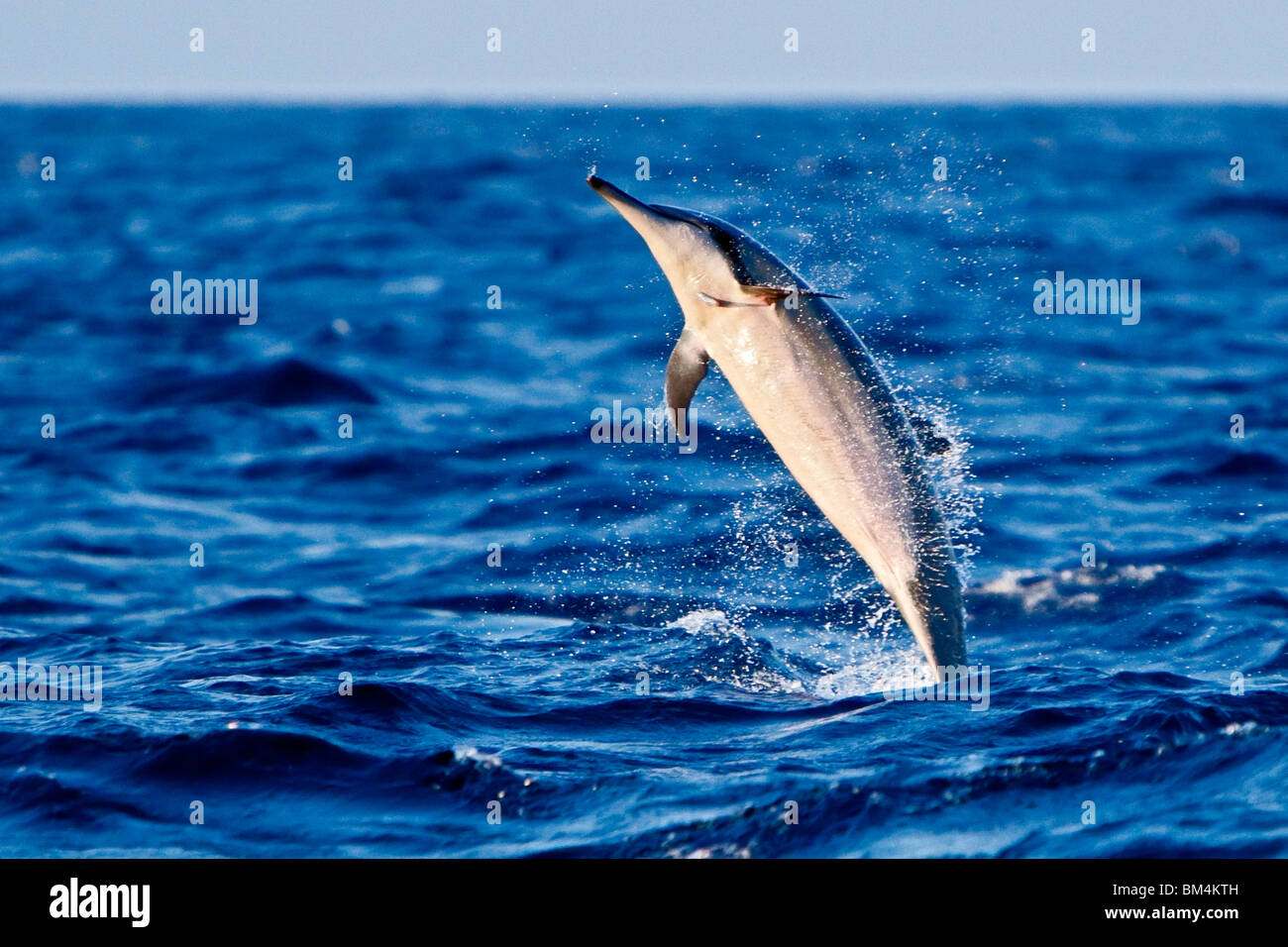 Spinner-Delphin, Stenella Longirostris, Kona Coast, Big Island, Hawaii, USA Stockfoto
