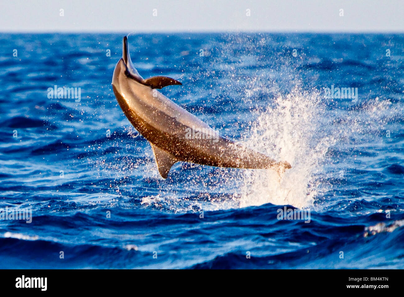Spinner-Delphin, Stenella Longirostris, Kona Coast, Big Island, Hawaii, USA Stockfoto