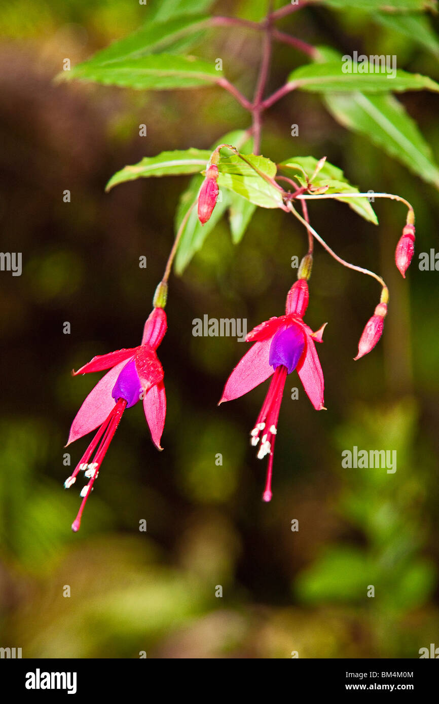 Fuchsie Blüten, Fuchsia fehlt, Big Island, Hawaii, USA Stockfoto