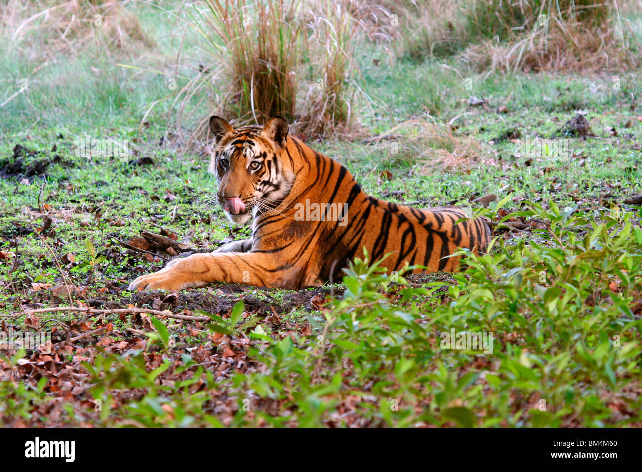 Royal Bengal Tiger (Panthera Tigris Tigris) leckt seine Lippen, Bandhavgarh National Park, Madhya Pradesh, Indien, Asien Stockfoto