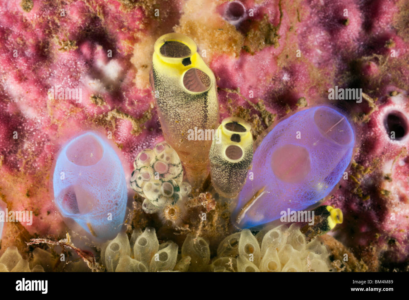 Kolonie von Manteltieren, Clavelina Robusta, Rhopalaea Morph, Lembeh Strait, Nord-Sulawesi, Indonesien Stockfoto
