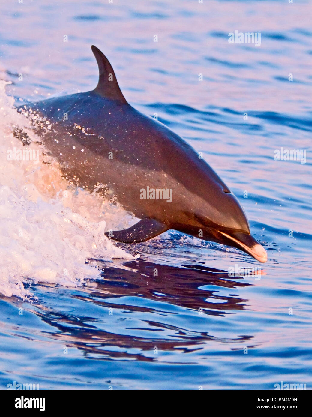 Pantropisch entdeckt Delphin, Stenella Attenuata, Pazifik, Hawaii, USA Stockfoto