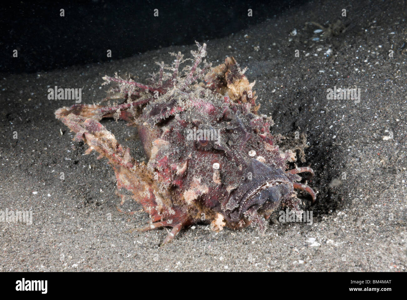 Teufel Scorpianfish, Inimicus Didactylus, Lembeh Strait, Nord-Sulawesi, Indonesien Stockfoto