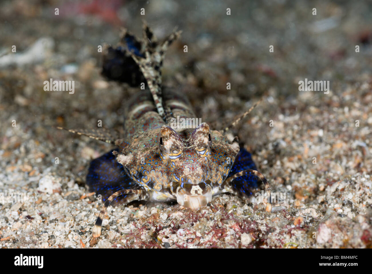 Fingered Dragonet, Dactylopus Dactylopus, Lembeh Strait, Nord-Sulawesi, Indonesien Stockfoto