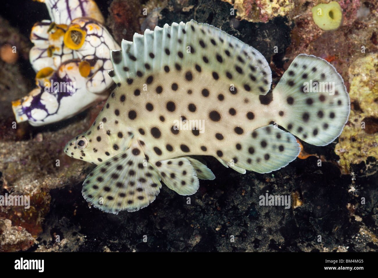 Barramundi Cod Cromileptes Altivelis, Lembeh Strait, Nord-Sulawesi, Indonesien Stockfoto