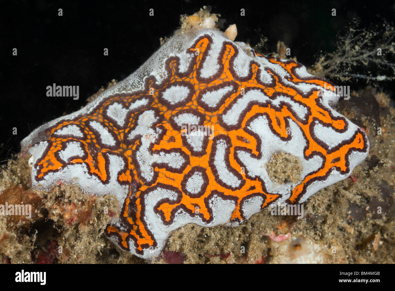 Tunicate Kolonie, Botryllus SP., Lembeh Strait, Nord-Sulawesi, Indonesien Stockfoto