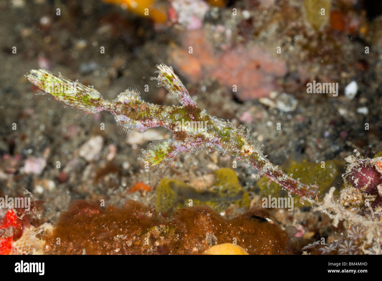 Robuste Geisterpfeifenfische, Solenostomus Cyanopterus, Lembeh Strait, Nord-Sulawesi, Indonesien Stockfoto
