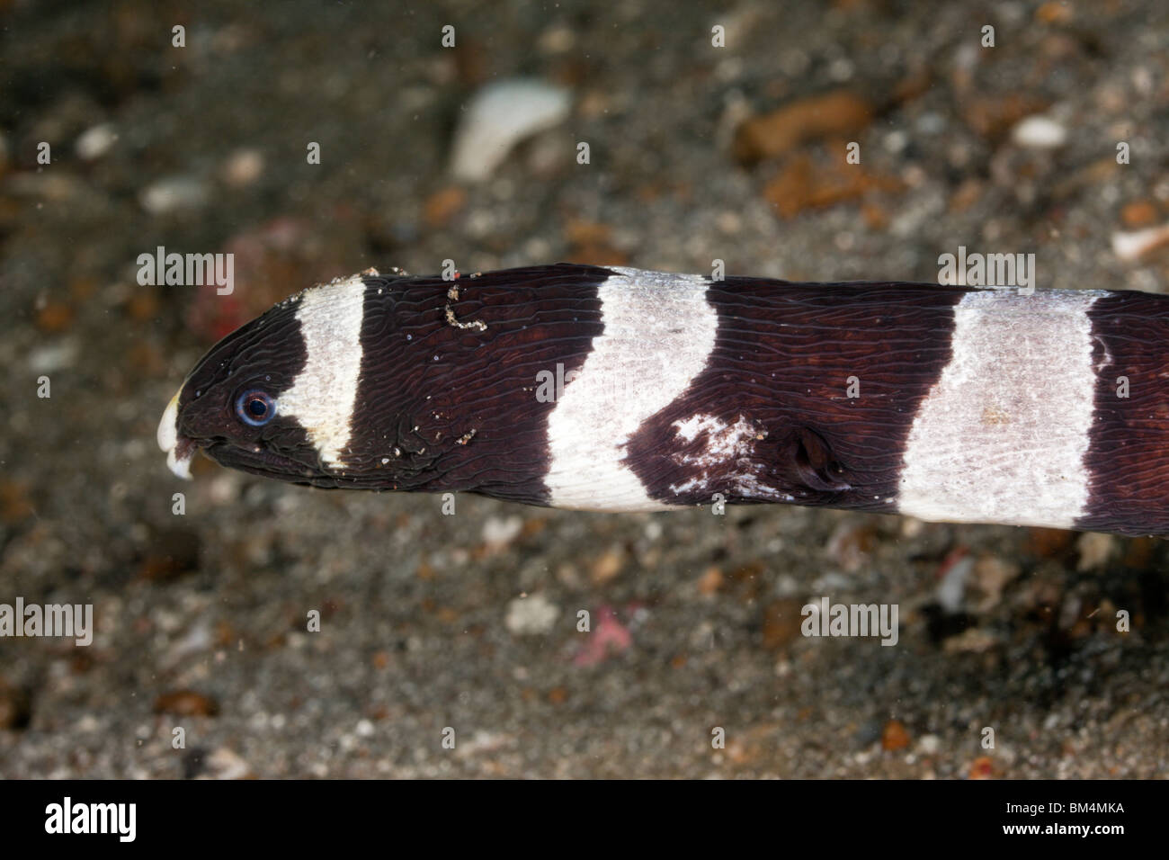 Banded Schlangenaal, Myrichthys Colubrinus, Lembeh Strait, Nord-Sulawesi, Indonesien Stockfoto