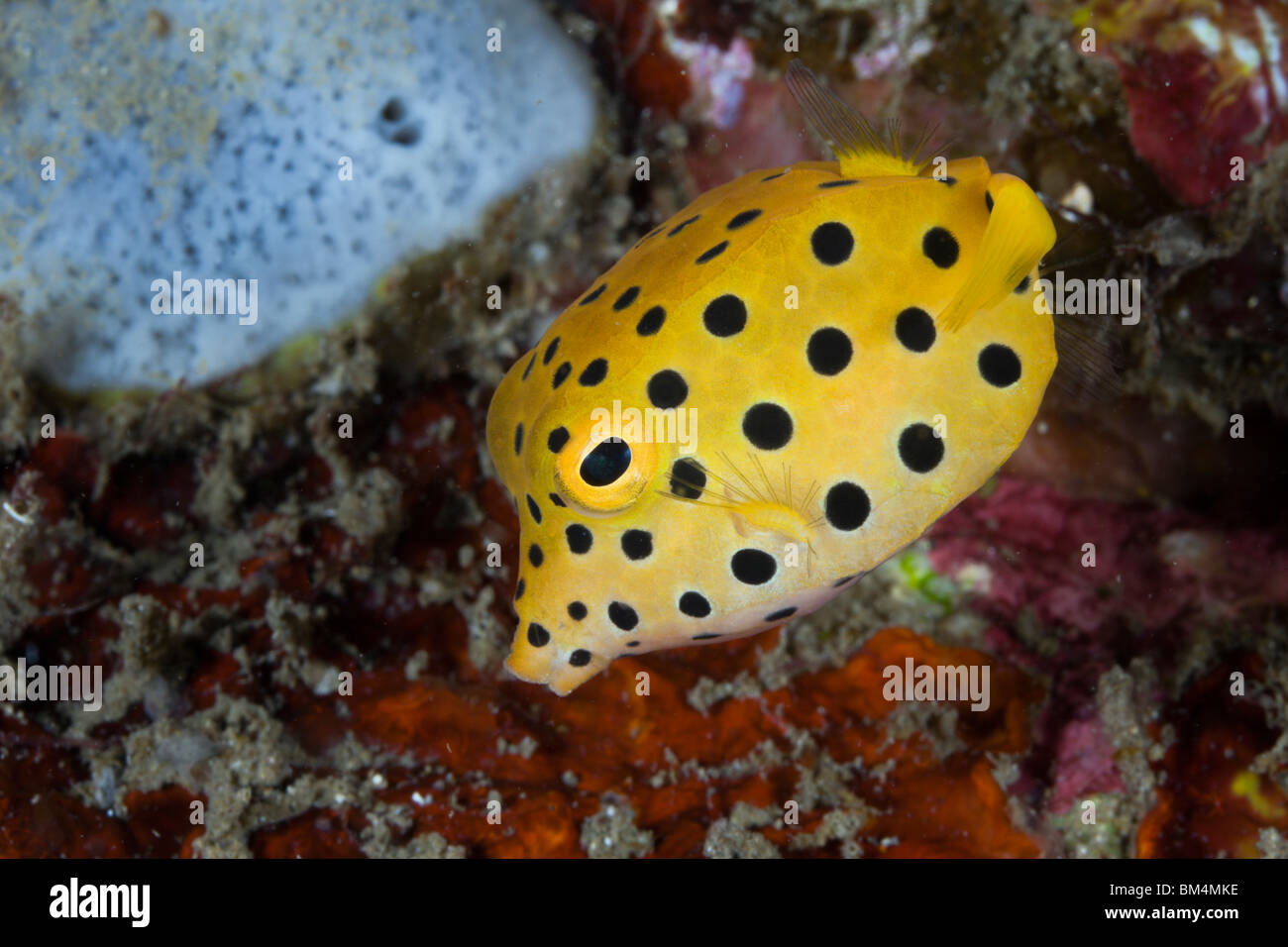 Gelber Kofferfisch, Ostracion Cubicus, Lembeh Strait, Nord-Sulawesi, Indonesien Stockfoto