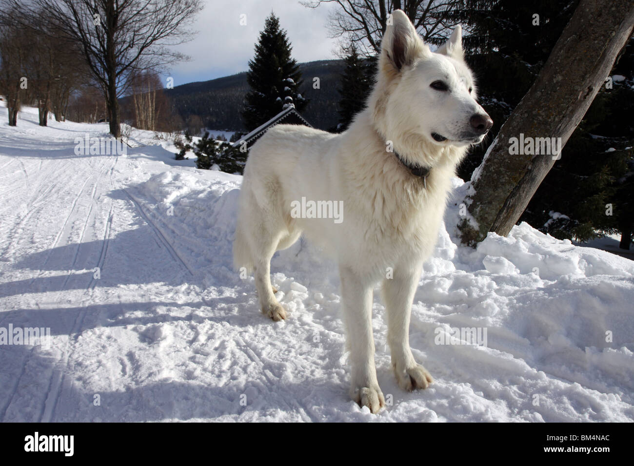 Großen weißen Hund erwartet im Winter auf Schnee Weg Stockfoto