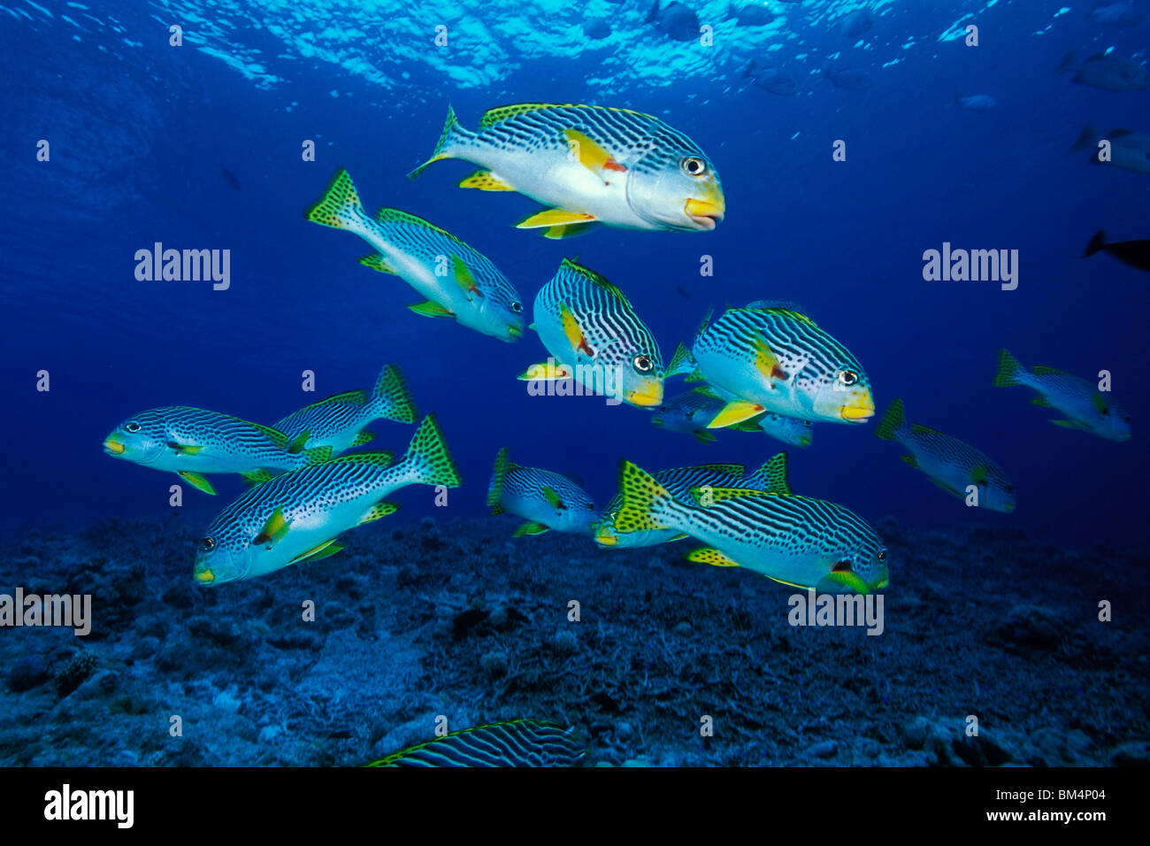 Diagonal-banded Süßlippen, Plectorhinchus Lineatus, Tubbataha Reef, Süd Atoll, Sulusee, Philippinen Stockfoto