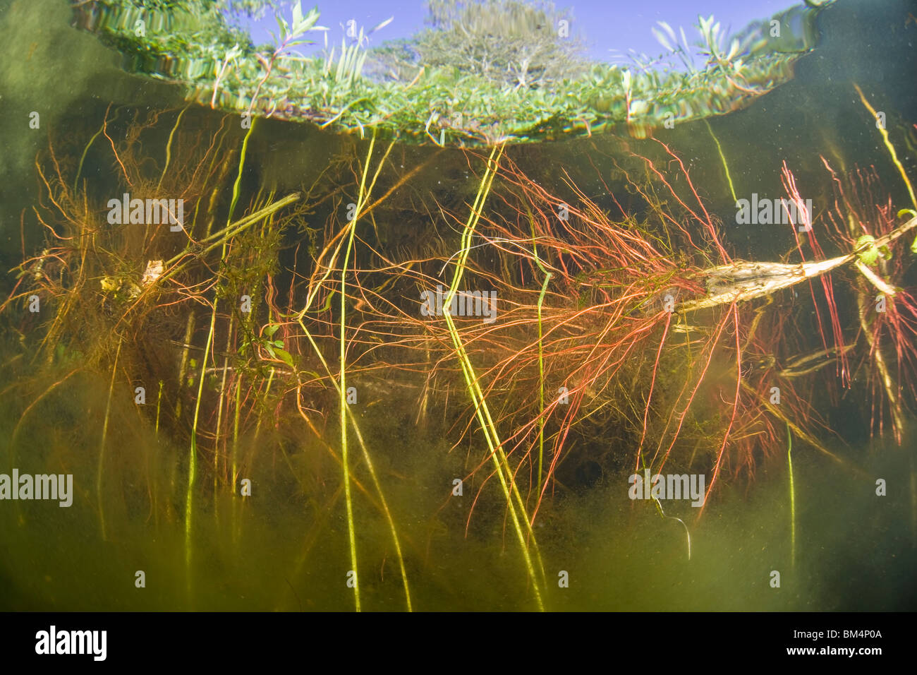 See-Vegetation, Cape Cod, Massachusetts, USA Stockfoto