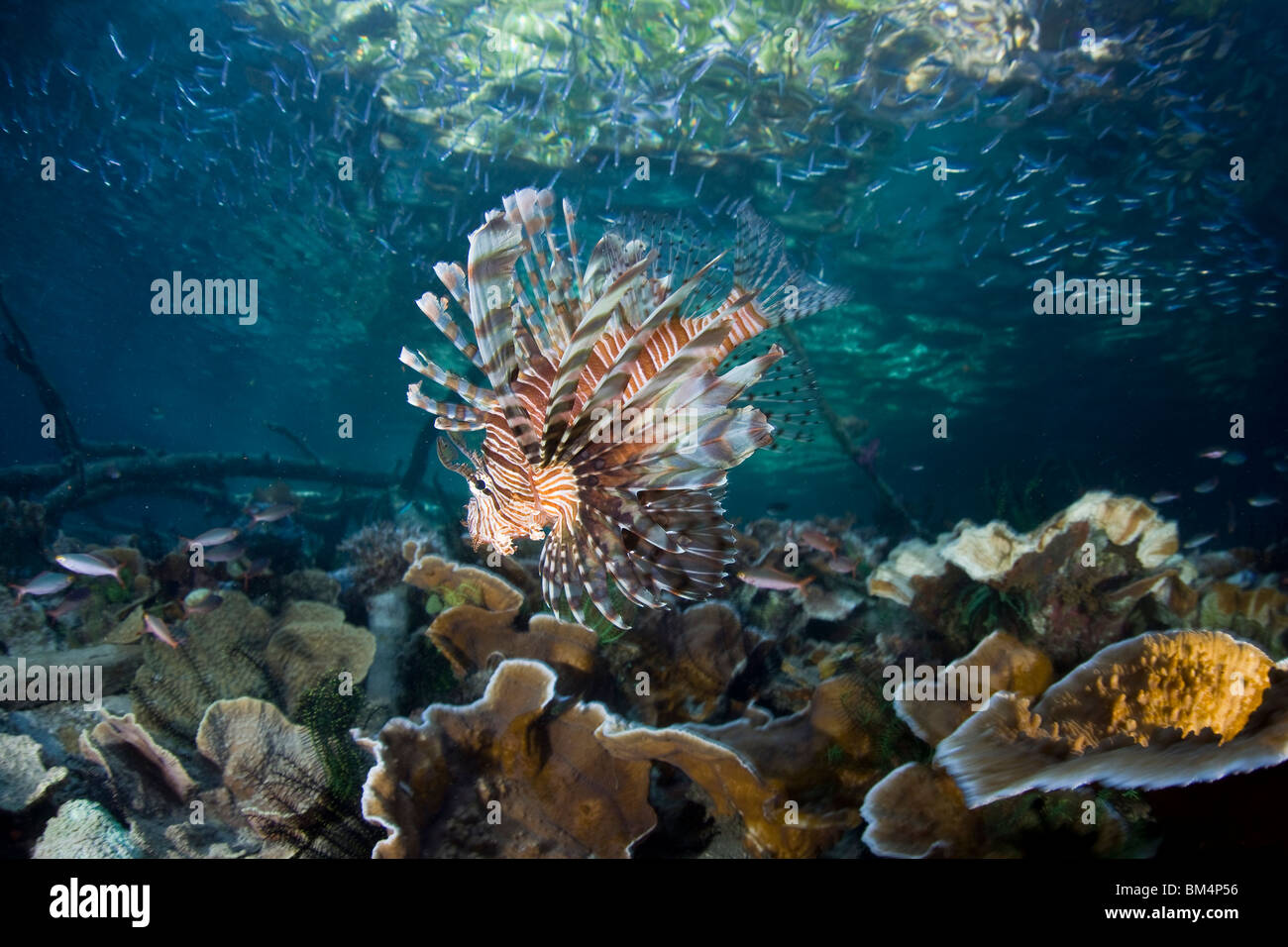 Über Korallen, Rotfeuerfisch Pterois Volitans, Raja Ampa, West Papua, Indonesien Stockfoto