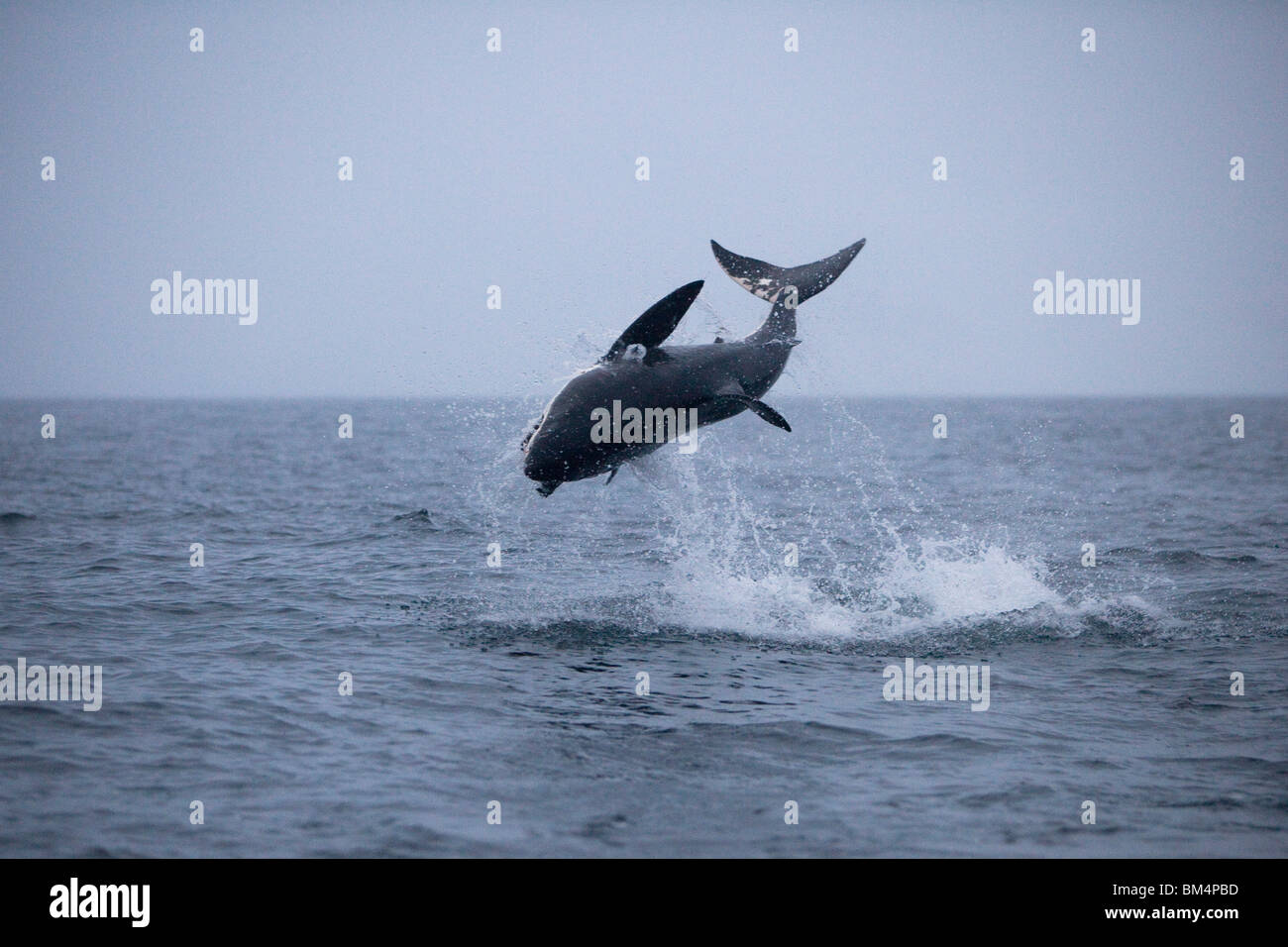 Verletzung der weiße Hai fängt Beute, Carcharodon Carcharias, Gansbaai, Südafrika Stockfoto