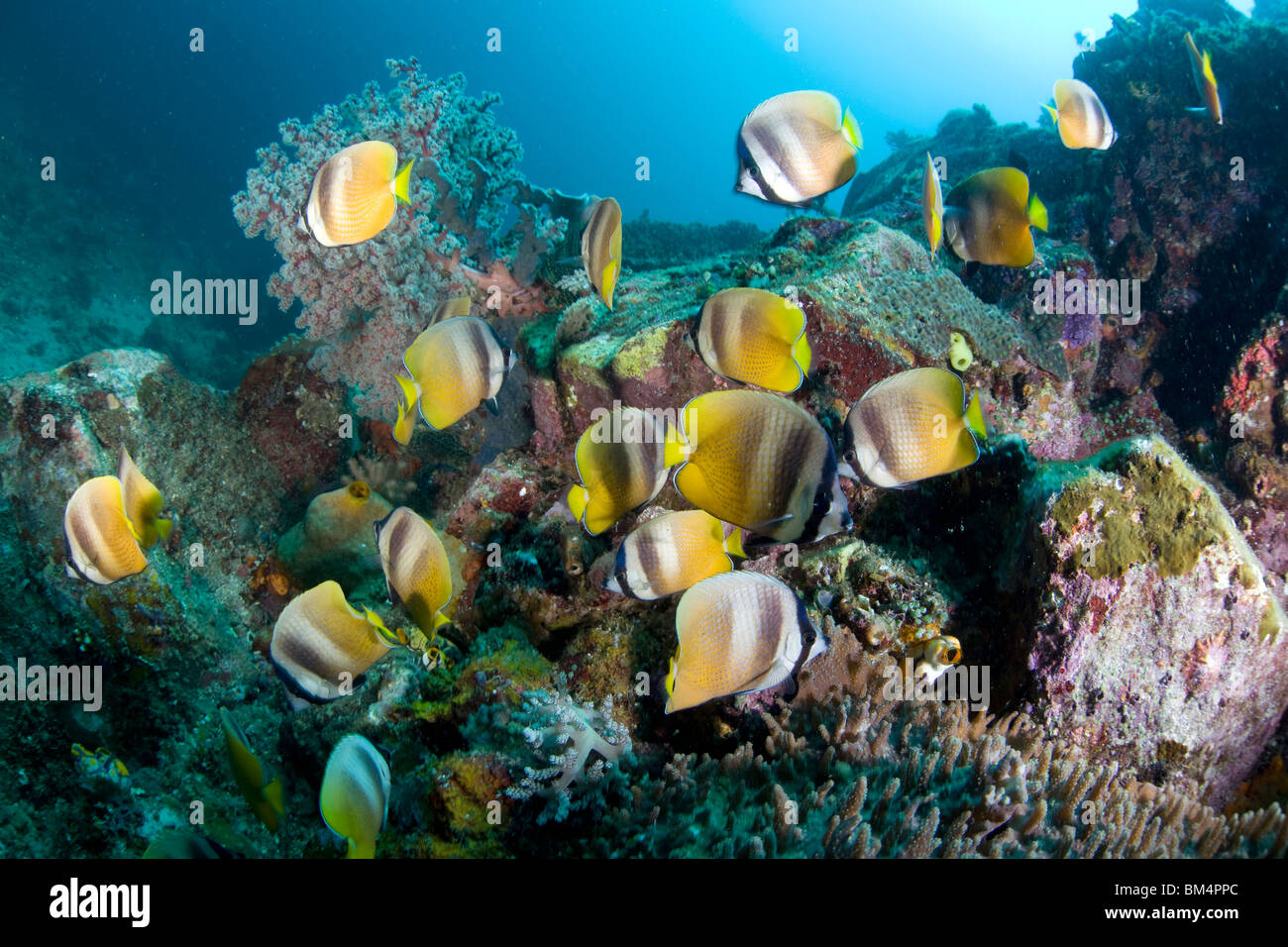 Kleins Butterflyfish Fütterung Riffbarsche Eiern, Chaetodontidae Kleinii, Manado, Sulawesi, Indonesien Stockfoto