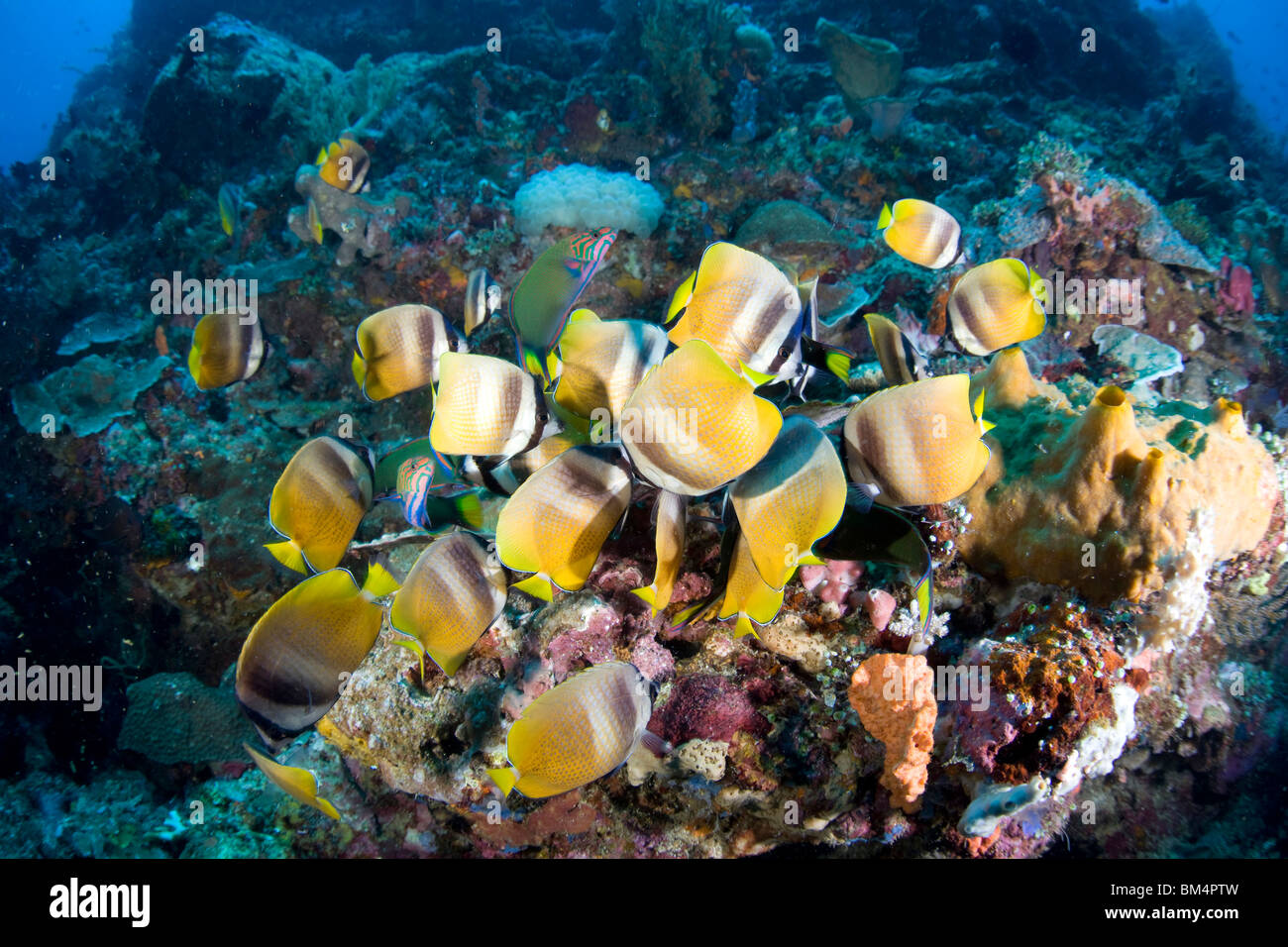 Kleins Butterflyfish Fütterung Riffbarsche Eiern, Chaetodontidae Kleinii, Manado, Sulawesi, Indonesien Stockfoto