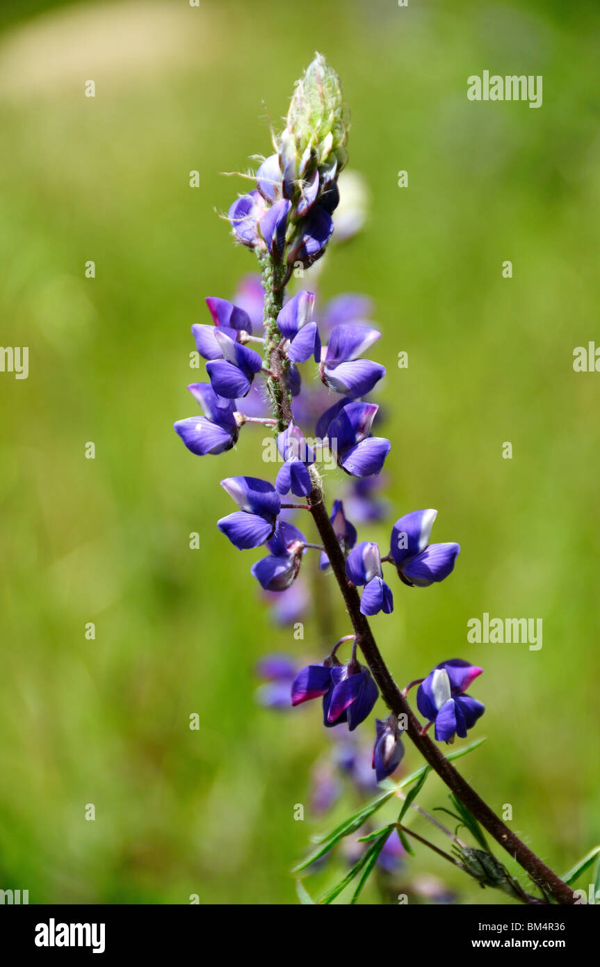 Blaue lupine Blumen blühen. Kalifornien, USA. Stockfoto