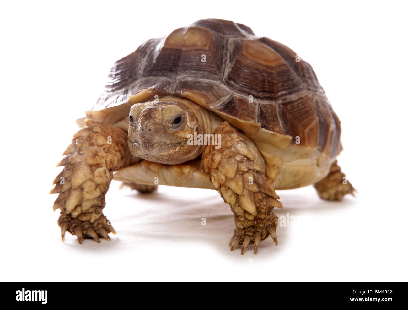 Sulcata Schildkröte Geochelone Sulcata Porträt des einzelnen Jugendlichen Studio, UK Stockfoto