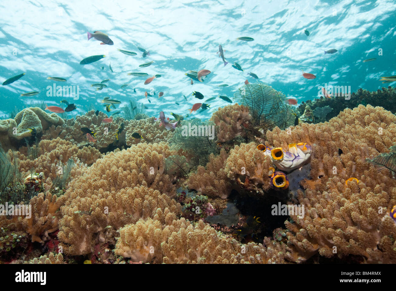 Nephthea weichen Korallen, Nephthea SP., Raja Ampat, West Papua, Indonesien Stockfoto