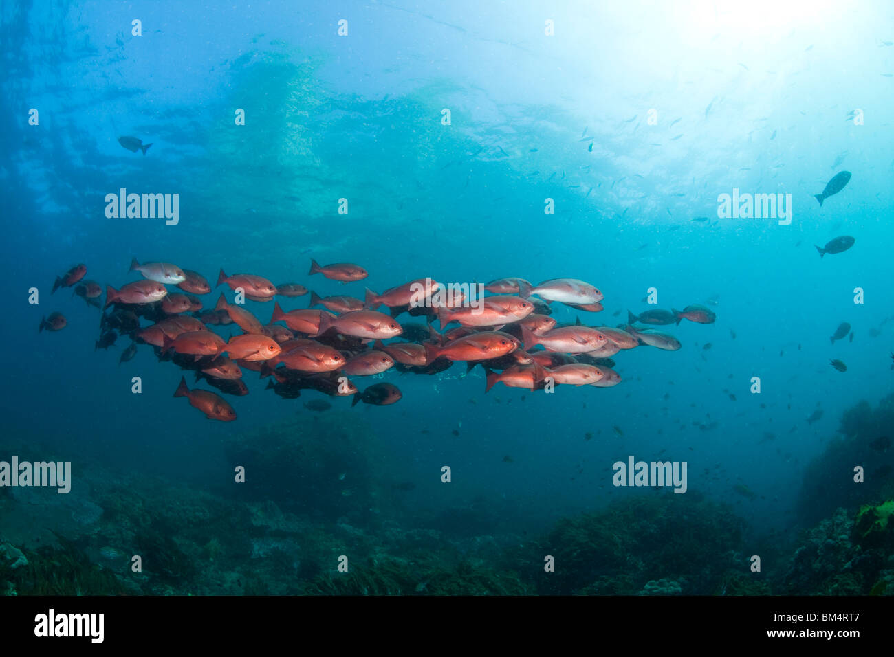Der Red Snapper, Fischschwarm Lutjanus Campechanus, Raja Ampat, West Papua, Indonesien Stockfoto