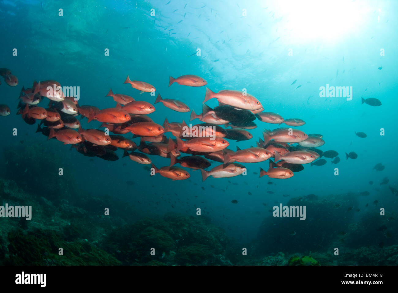 Der Red Snapper, Fischschwarm Lutjanus Campechanus, Raja Ampat, West Papua, Indonesien Stockfoto