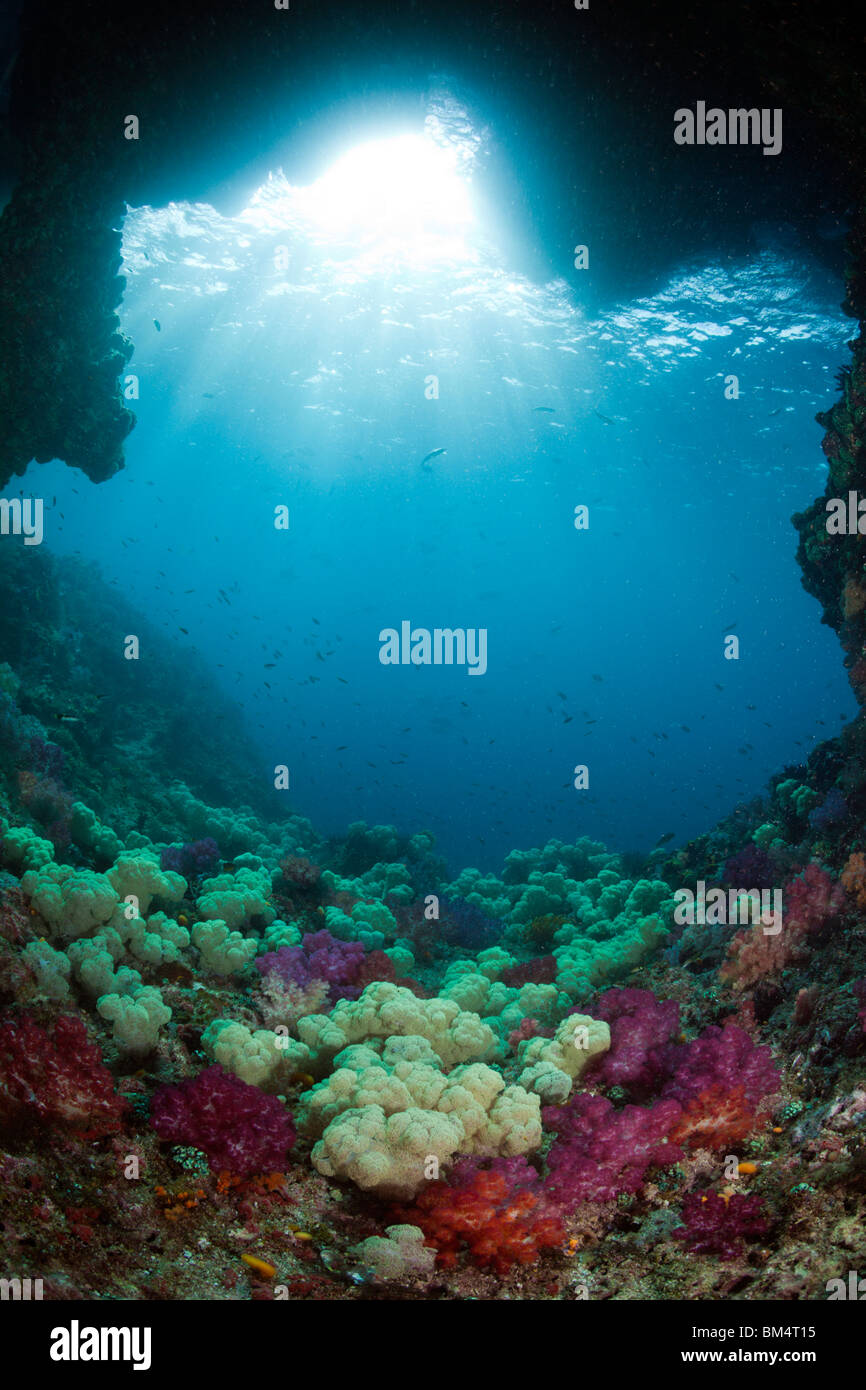 Weichkorallen in Unterwasser Grotte Dendronephthya Mucronata, Raja Ampat, West Papua, Indonesien Stockfoto