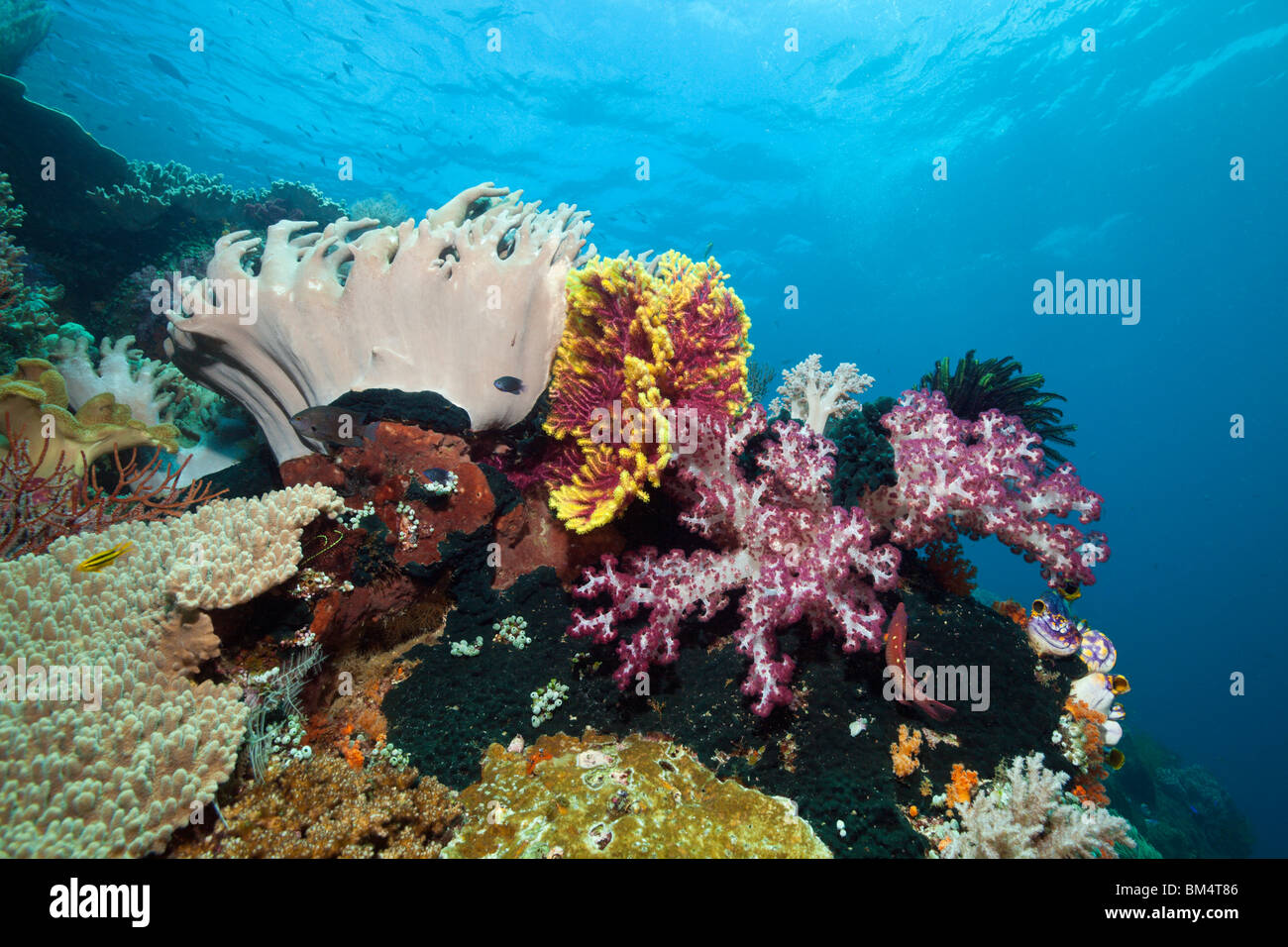 Bunte Artenvielfalt Dendronephthya SP., Raja Ampat, West Papua, Indonesien Stockfoto