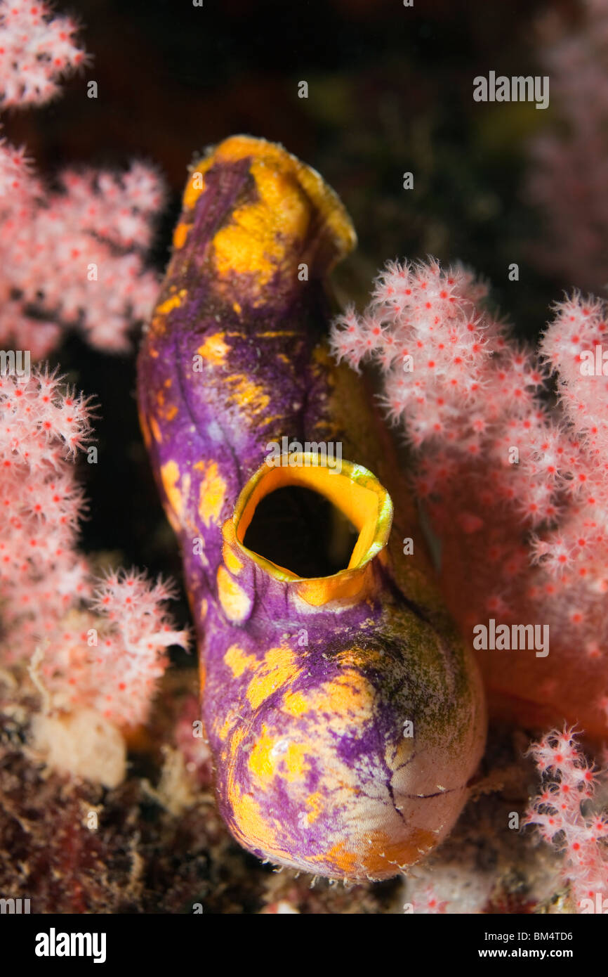 Golden Sea Squirt, Polycarpa Aurata, Raja Ampat, West Papua, Indonesien Stockfoto