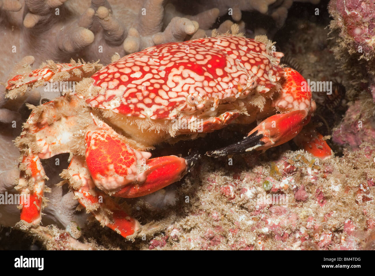Rote Runde Krabben, Etisus SP., Raja Ampat, West Papua, Indonesien Stockfoto
