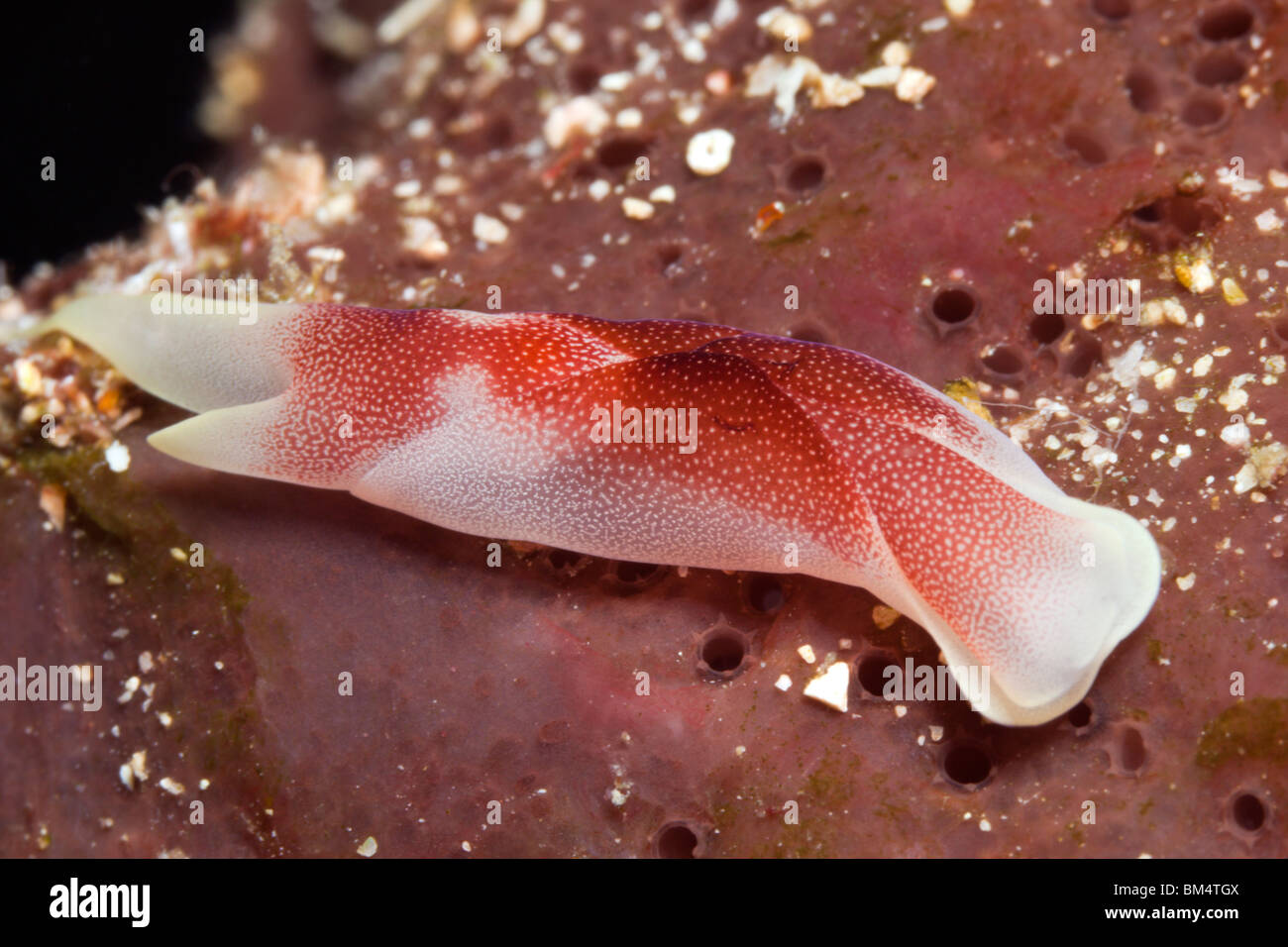 Red Headshield Slug, Chelidonura Amoena, Raja Ampat, West Papua, Indonesien Stockfoto