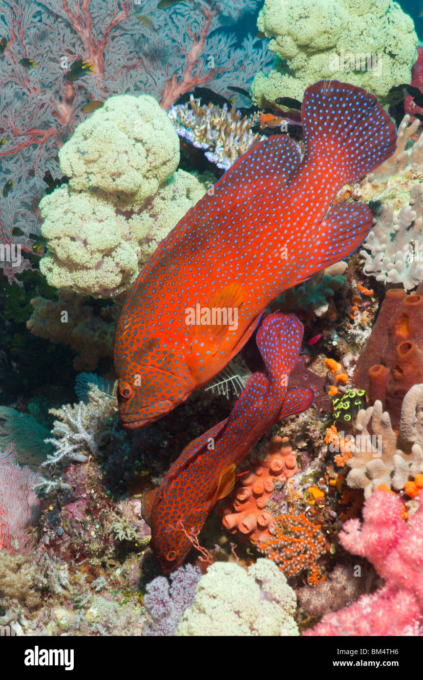 Korallen Zackenbarsch Cephalopholis Miniata, Raja Ampat, West Papua, Indonesien Stockfoto
