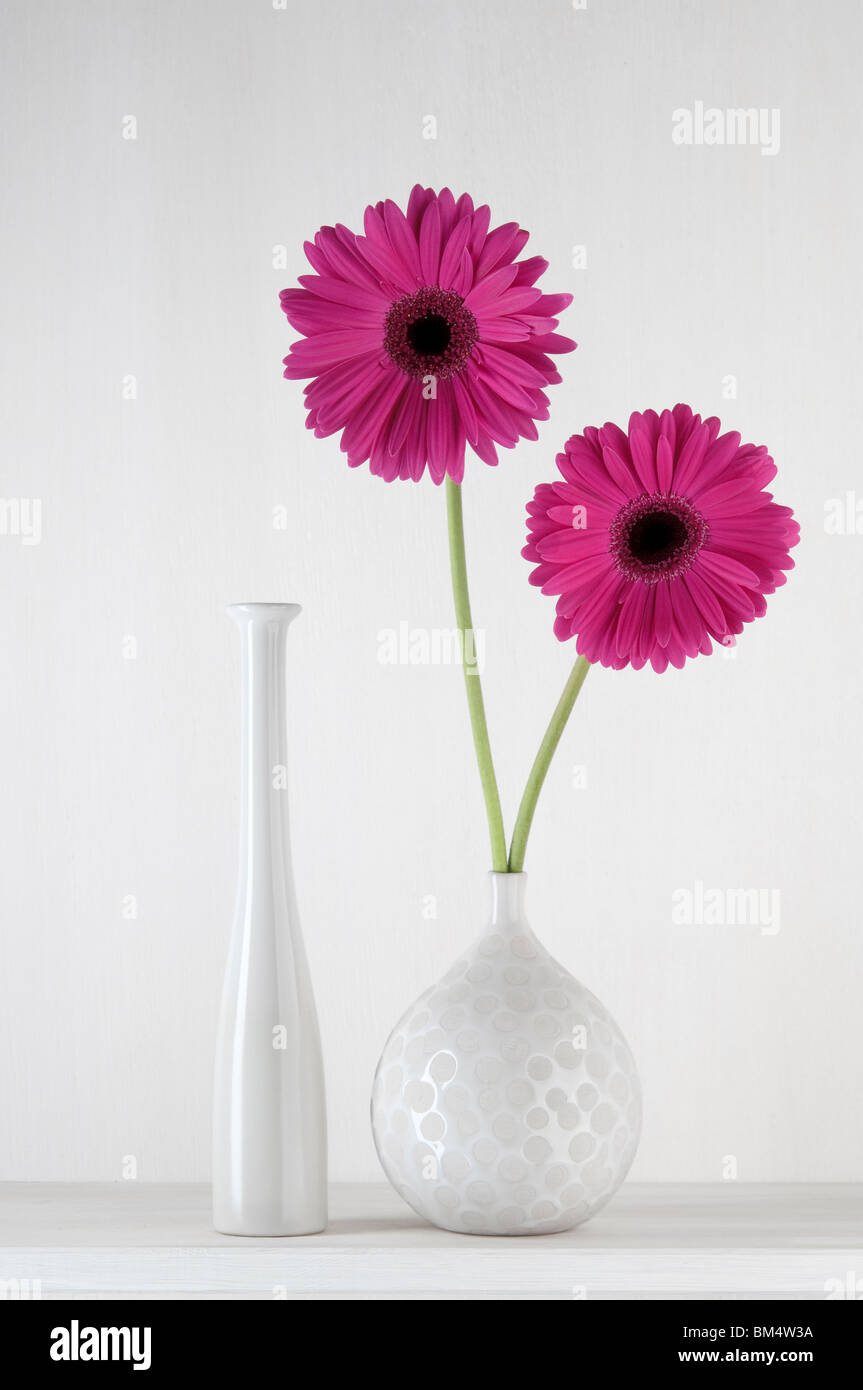 Stillleben - rosa Gerbera in weiße Vase mit weißem Hintergrund. 1 der Serie 3. Stockfoto