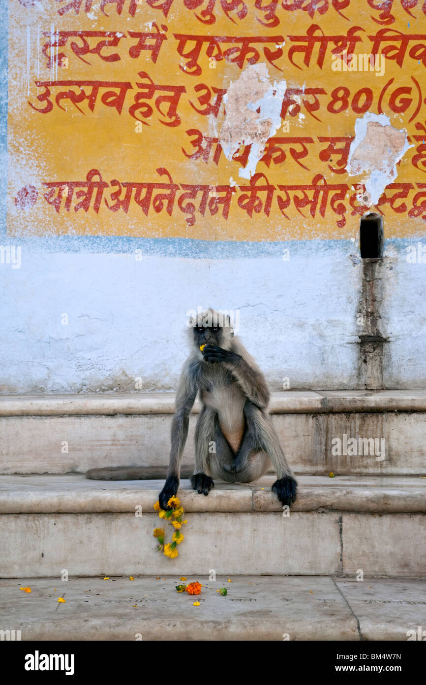 Graue Languren Affen essen Blumen. Pushkar-See-Ghats. Rajasthan. Indien Stockfoto
