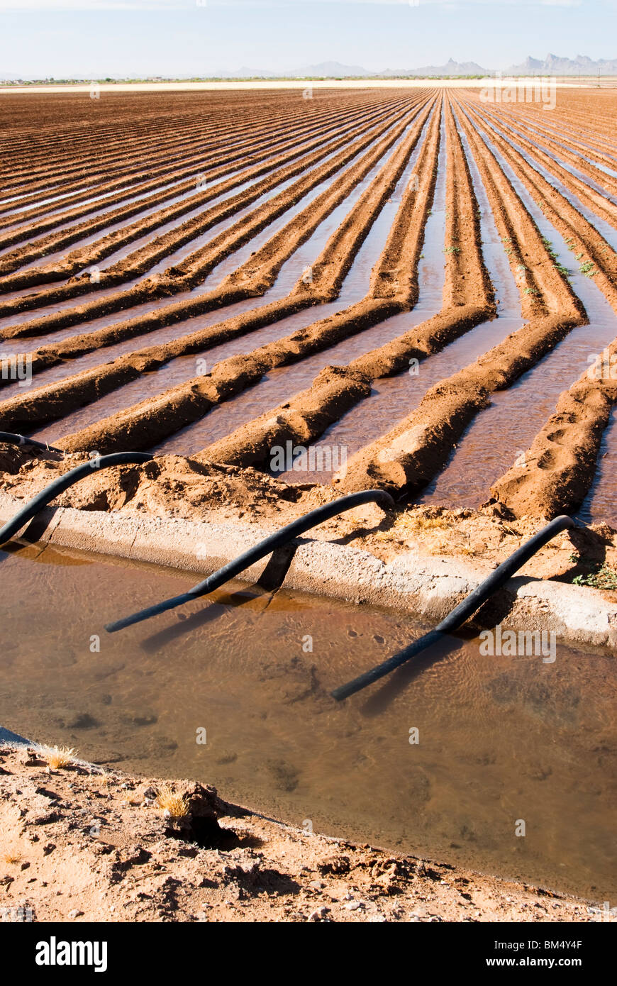 eine Bewässerung-Kanal und Siphon-Röhren verwendet, um ein Feld in Arizona zu Wasser Stockfoto