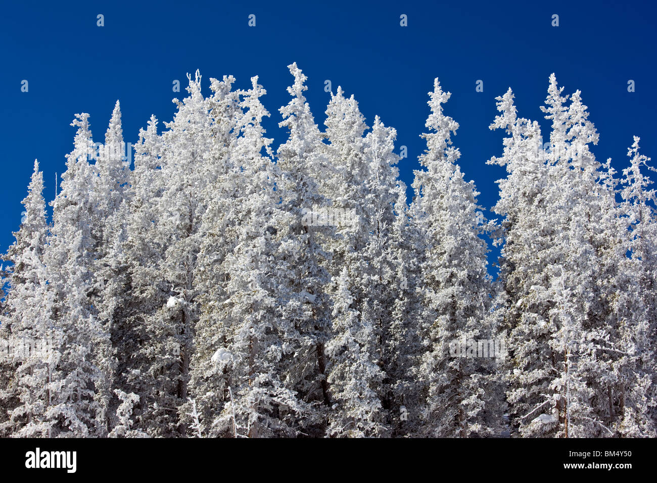Neuschnee auf immergrüne Bäume, Monarch Skigebiet Chaffee County, Colorado, USA Stockfoto