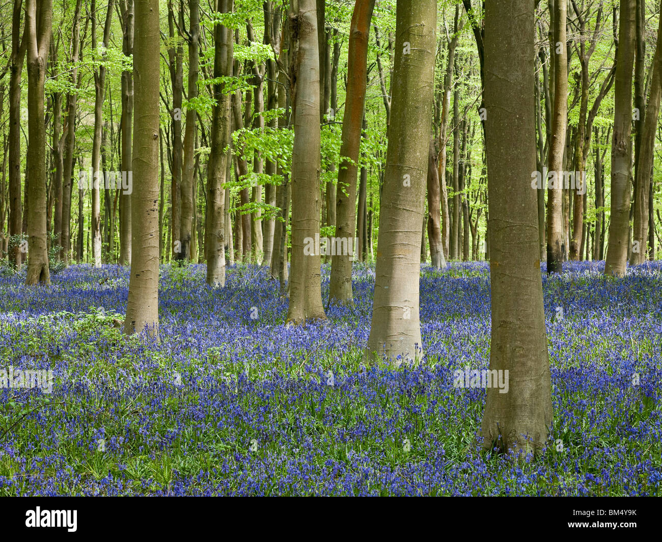 Glockenblumen in West-Wald in der Nähe von Marlborough im Frühling. Wiltshire UK Stockfoto