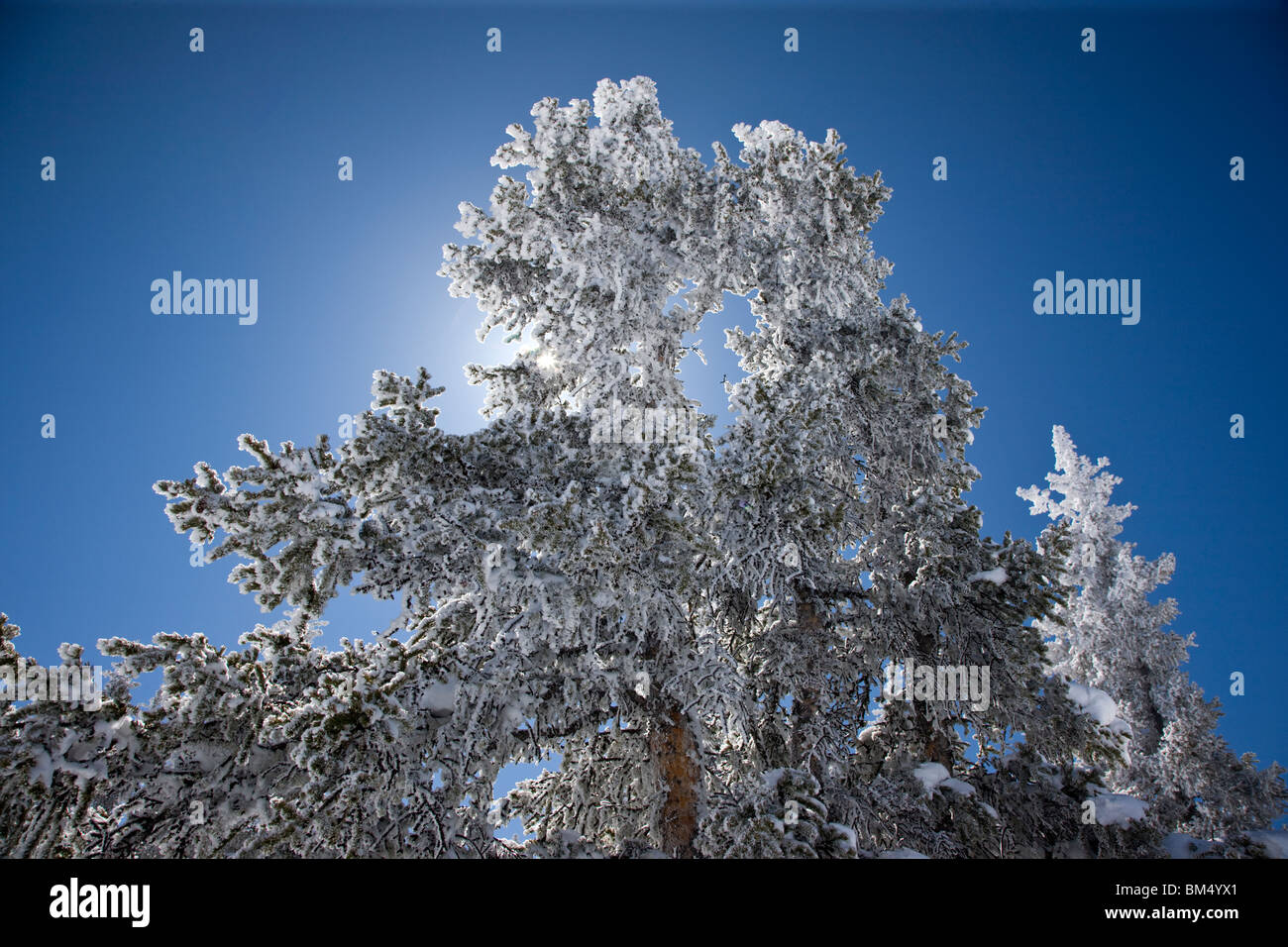 Neuschnee auf immergrüne Bäume, Monarch Skigebiet Chaffee County, Colorado, USA Stockfoto