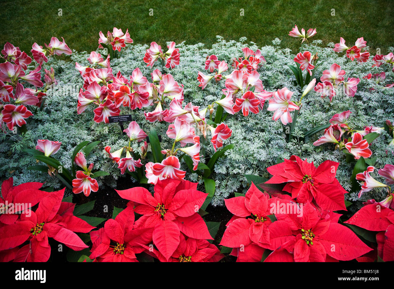Sommer weihnachtsstern -Fotos und -Bildmaterial in hoher Auflsung  Alamy