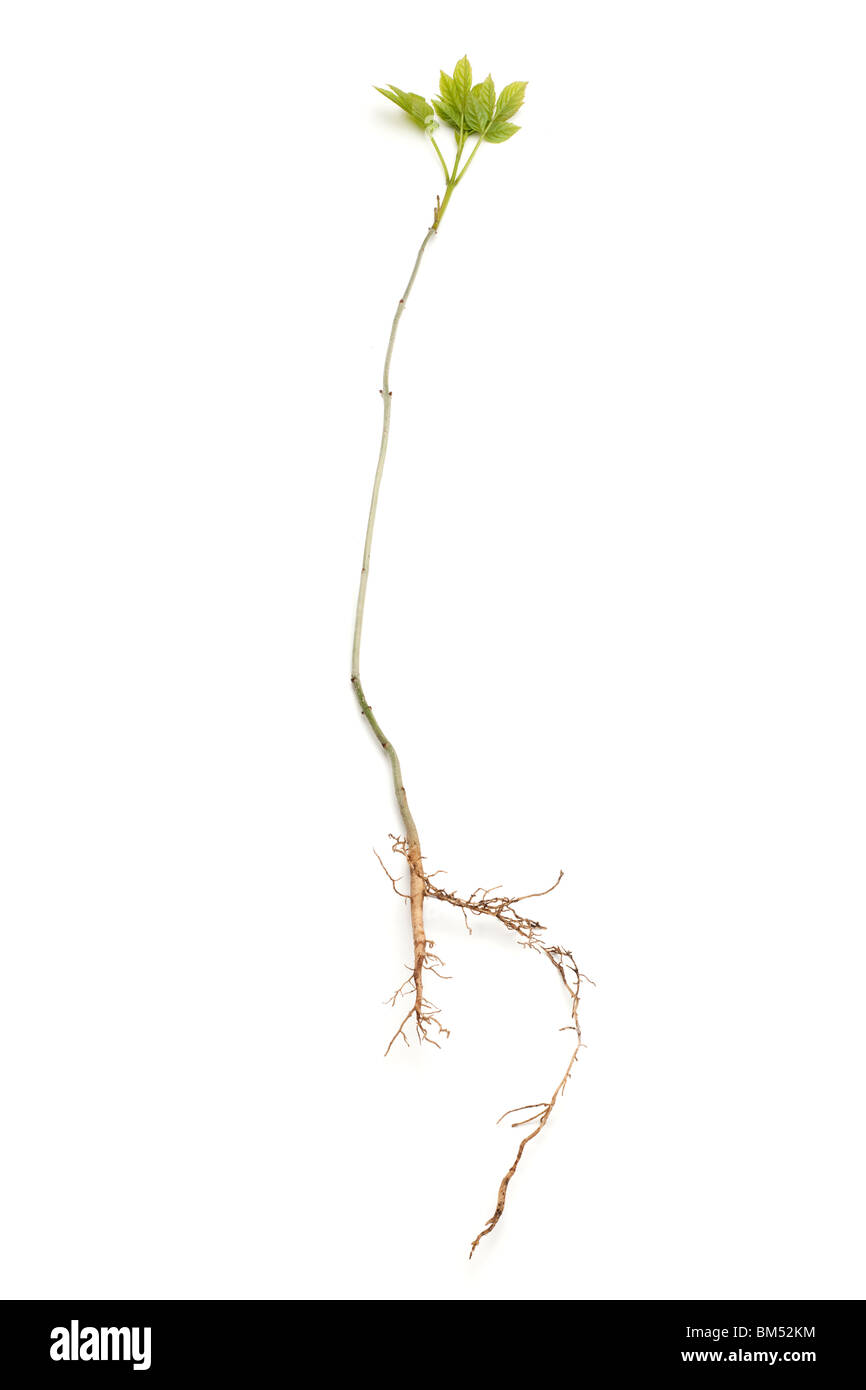 Langen Pfahlwurzel auf einen Bergahorn Sämling Stockfoto