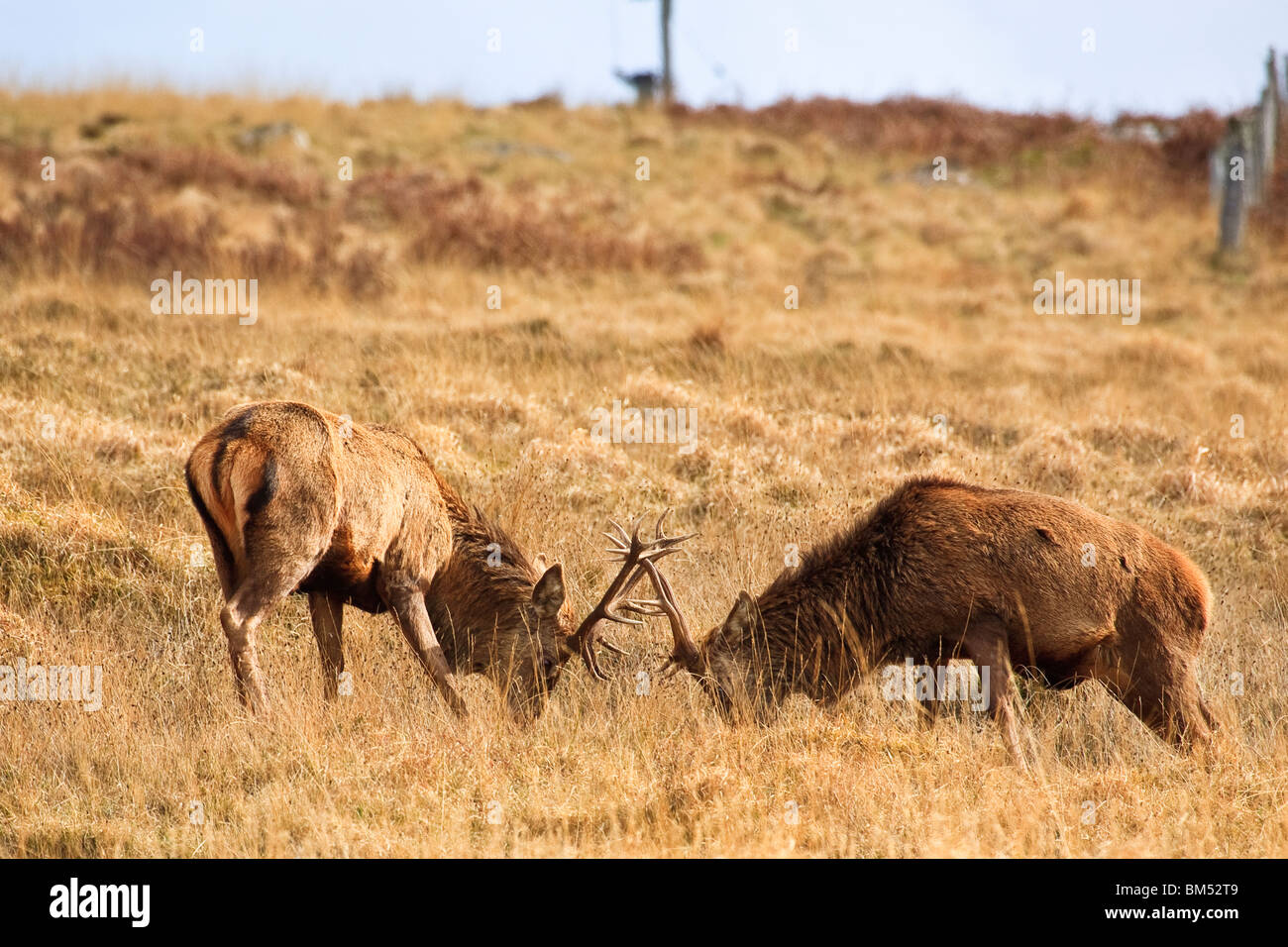 Ein paar rote Hirsche sparring in der Nähe von Applecross, Wester Ross Highlands Schottland Großbritannien UK 2010 Stockfoto