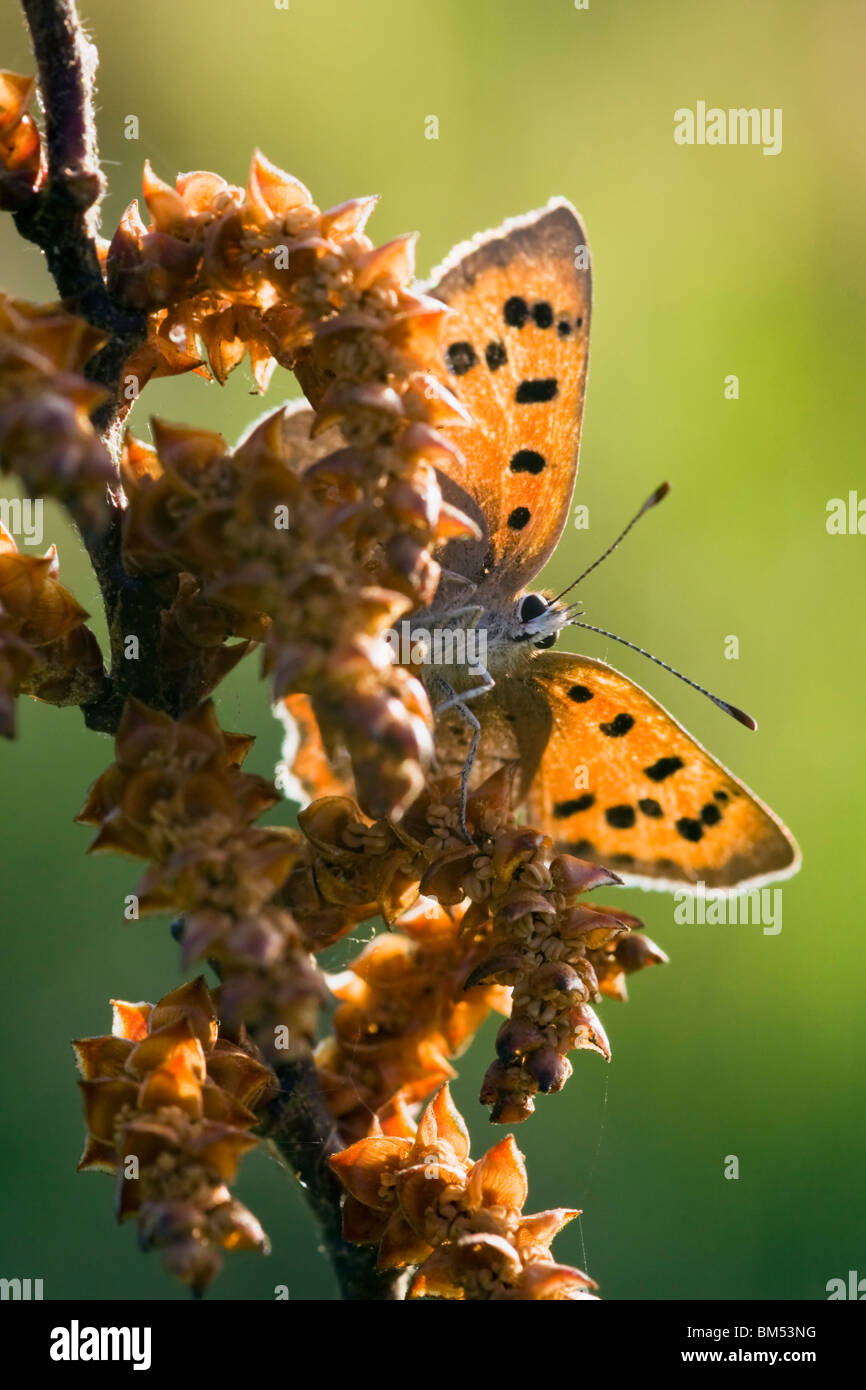 Kleine Kupfer Schmetterling Erwärmung in der Morgensonne Stockfoto