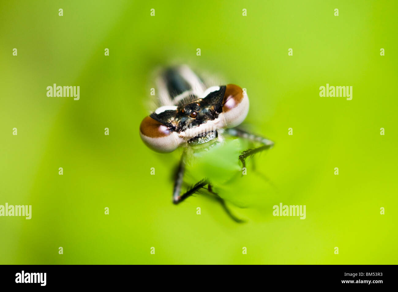 Frauenporträt gemeinsame Blue Damselfly Stockfoto