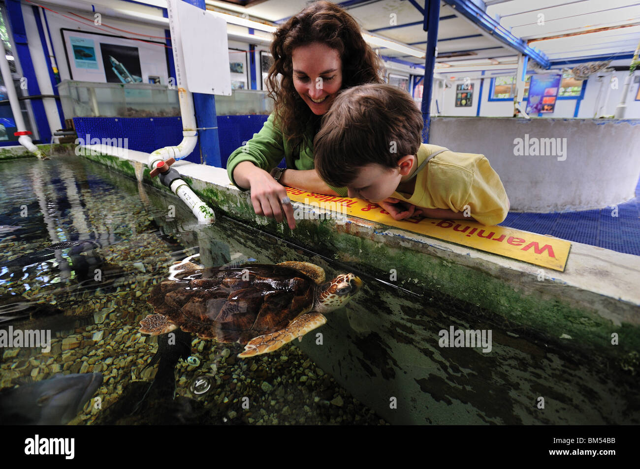 Hawskbill Sea turtle Rehabilitationseinrichtung, Eretmochelys Imbricata, Jungtier, Florida, gefangen Stockfoto