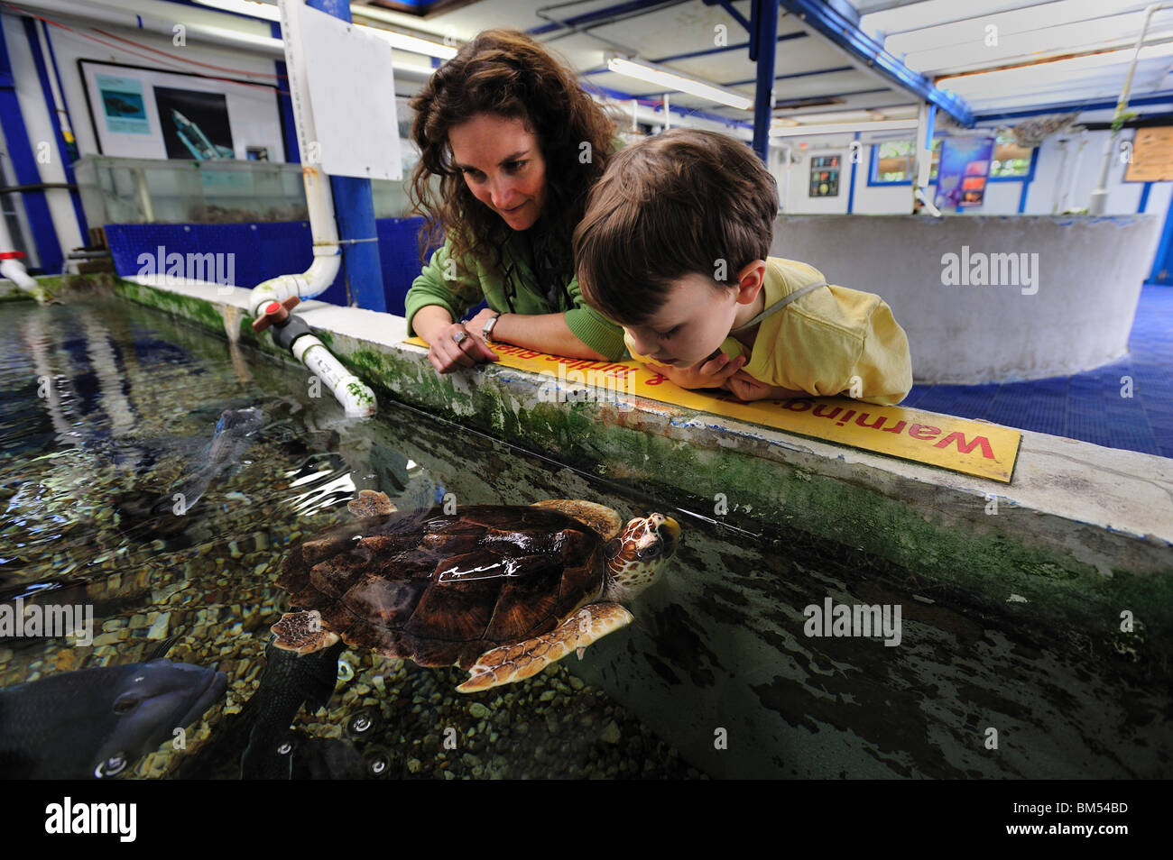Hawskbill Sea turtle Rehabilitationseinrichtung, Eretmochelys Imbricata, Jungtier, Florida, gefangen Stockfoto