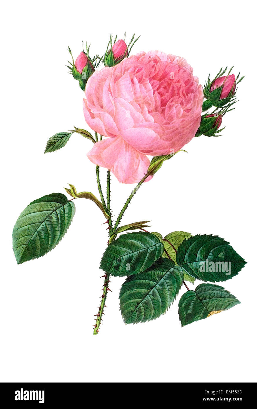 Provence-rose Stockfoto