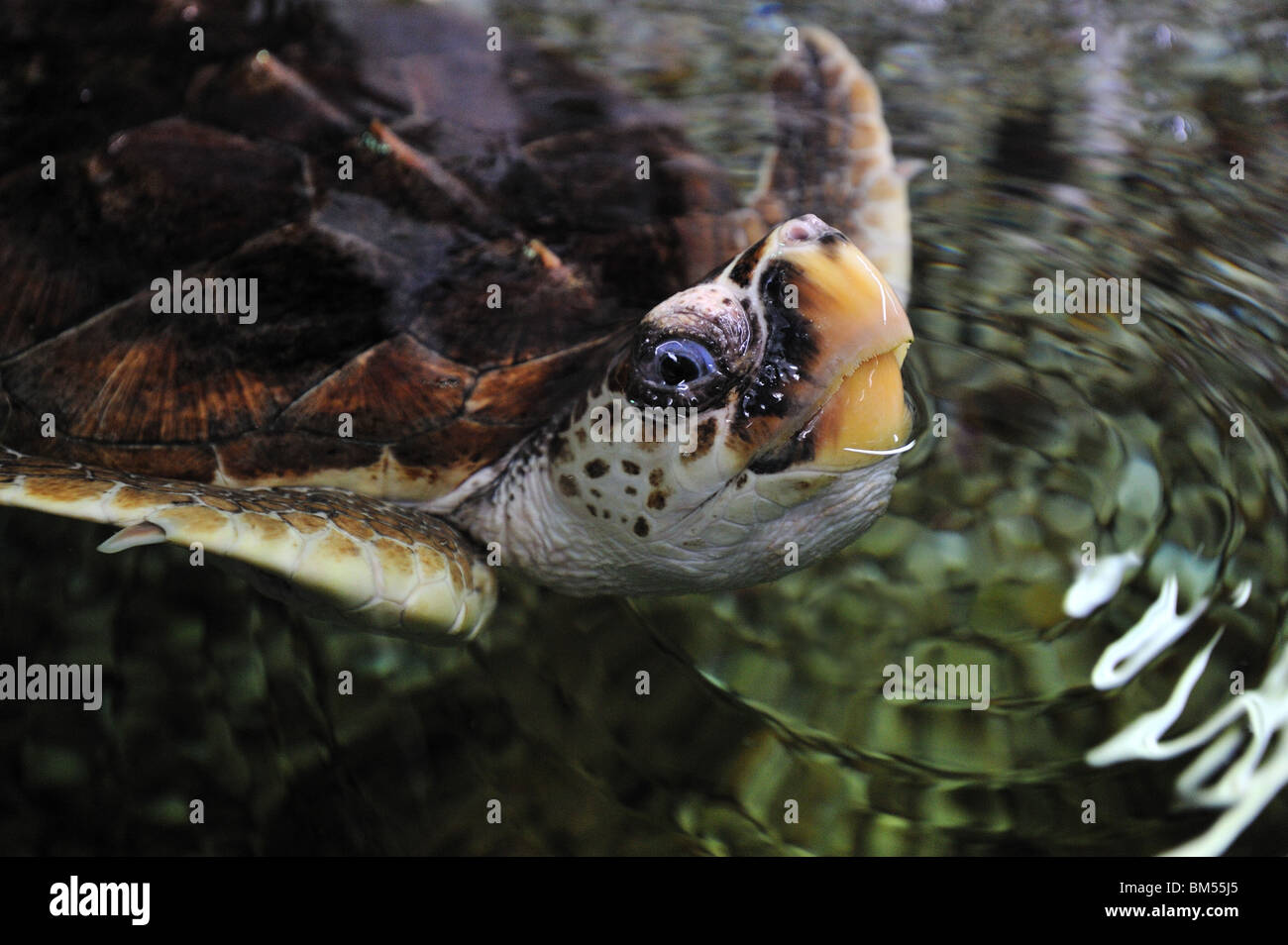 Hawskbill Sea Turtle, Eretmochelys Imbricata, Florida, in Gefangenschaft Stockfoto