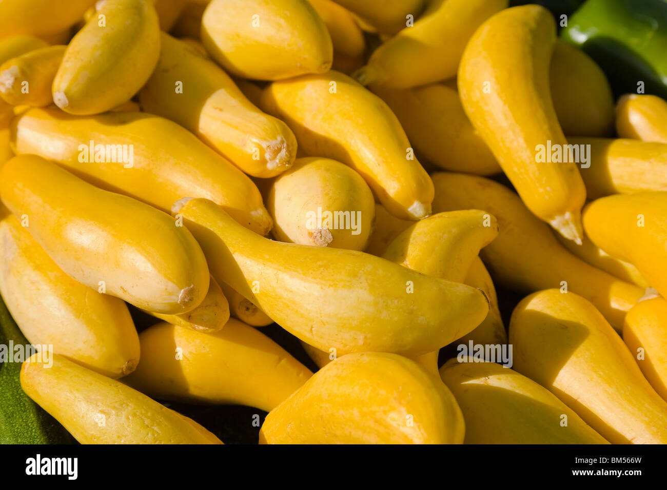 Gelbe Squash am Bauernmarkt, Nahaufnahme Stockfoto