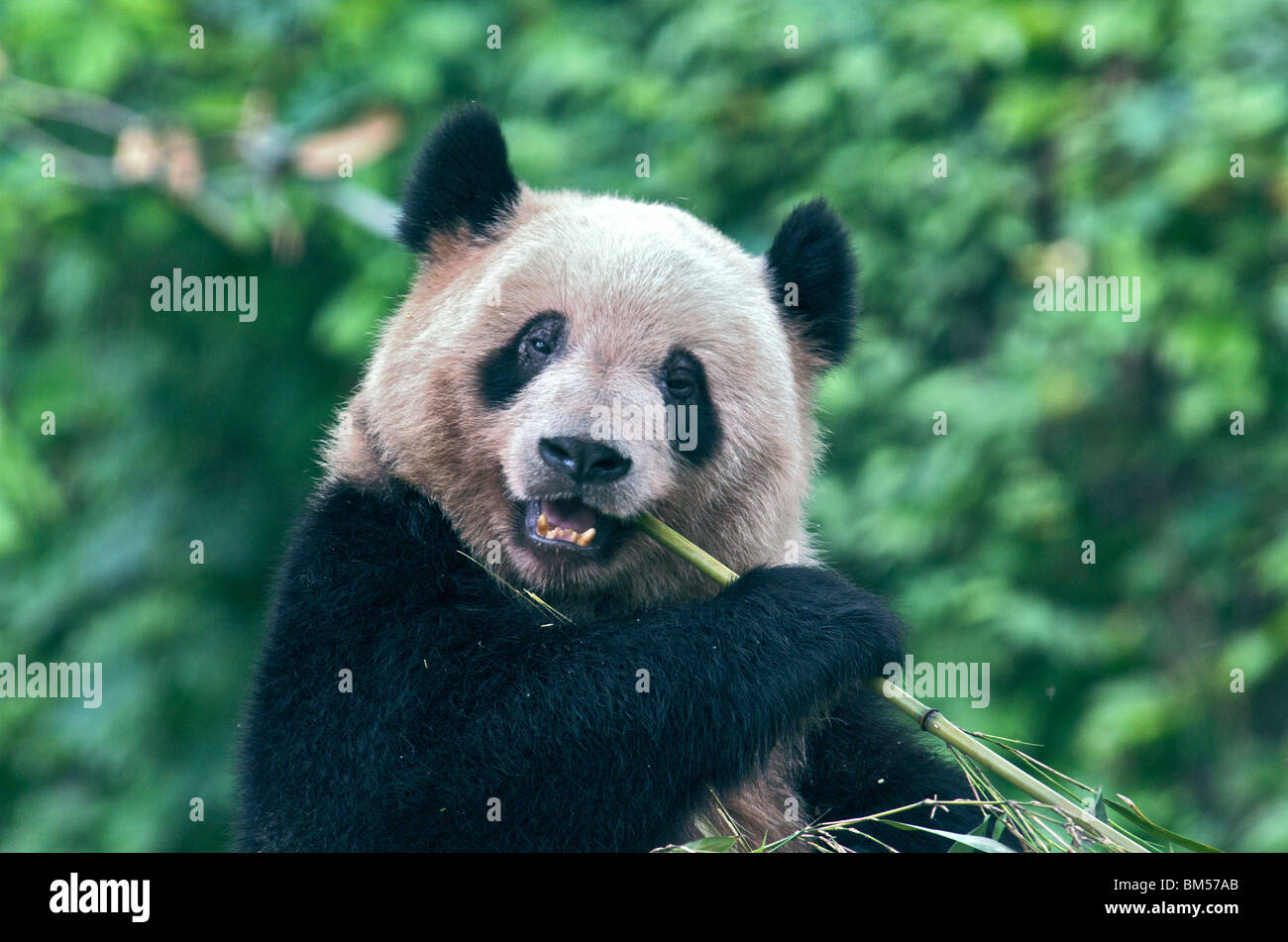 Giant Panda Chongqing Zoo China Stockfoto