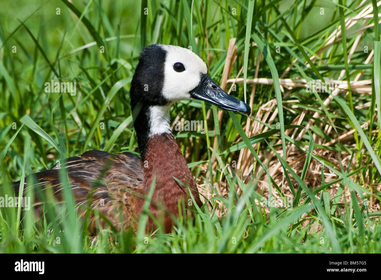 White-faced Pfeifen Ente Dendrocygna viduata Stockfoto